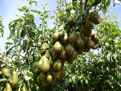 Conference pear this season is high quality