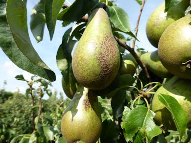 Conference with Rough Russet