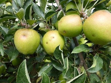 Hail has marked some apples this season