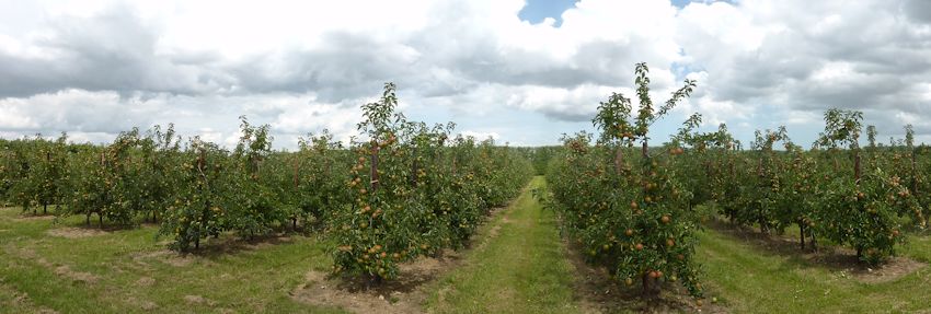 Jonagold at Monks Farm Norton