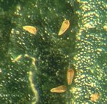 Pear blister mites (a library picture)