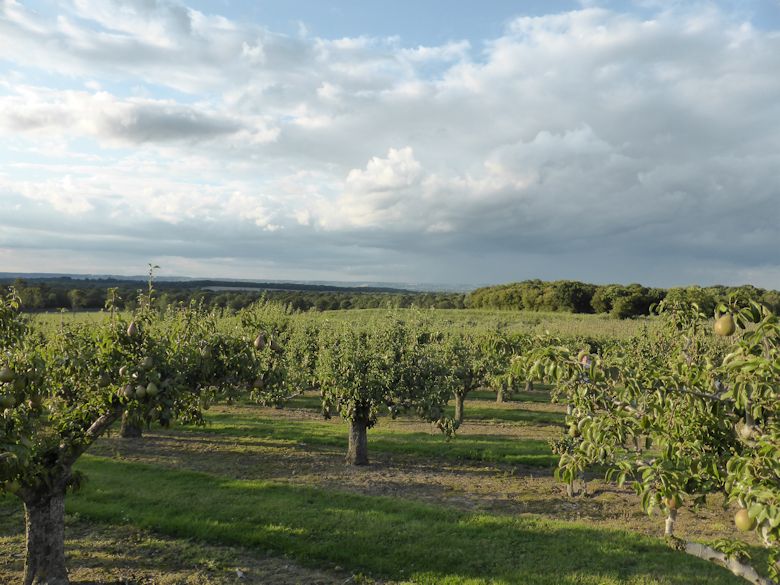 Views of the North Downs from Park Farm