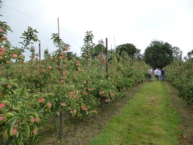 The winner in the Young Orchard competition - Foxearth New