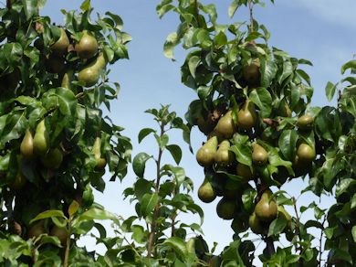 Conference pears in the production orchards