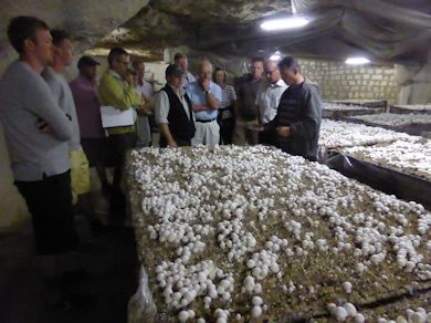 Mushrooms growing in the caves at Villers-Cotterts