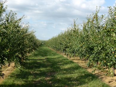 This 4 year old Cider orchard is carrying a good crop