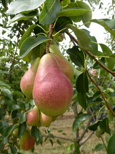 DACIANA a very attractive new pear