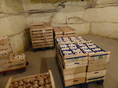 Harvested Mushrooms held in the 'cave' store