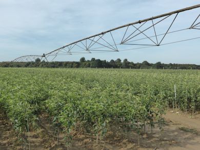 Irrigation is a benefit in the nursery