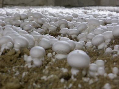 Mushrooms ready for harvest