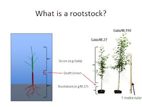 Rootstock illustration of M.27 and M.116.