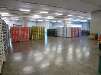 Pallets of apples in the dispatch area