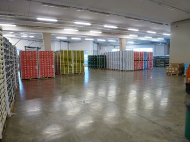 Pallets of apples in the dispatch area