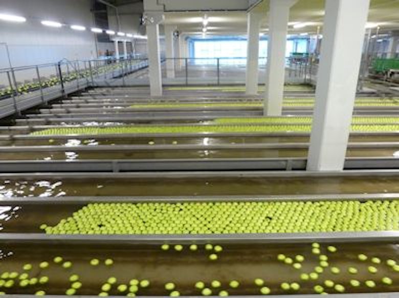 Apples passing through the water flumes in this large packhouse