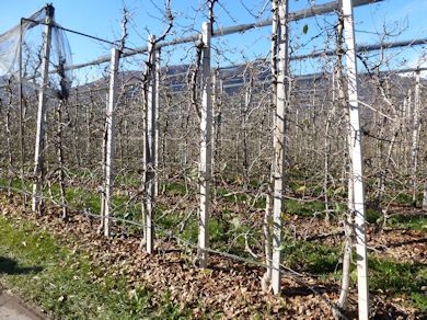 These Gala trees have completely lost their leaves on 21st November