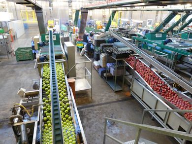 Inside the packhouse on the packing lines