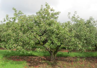 Apples grown on Bush Trees were common in the post War (WW2) years