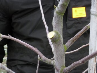 After removal of a strong branch from this 3 year old tree, a Dutch cut will allow regrowth of new fruiting laterals.