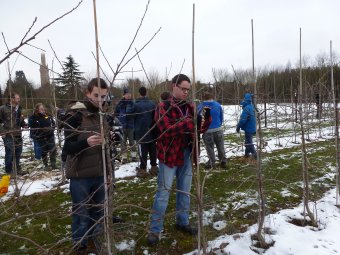 Time for the Hadlow Students to try out their practical pruning skills.