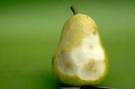 Stink Bug damage to a pear