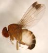 Spotted Wing Drosophila