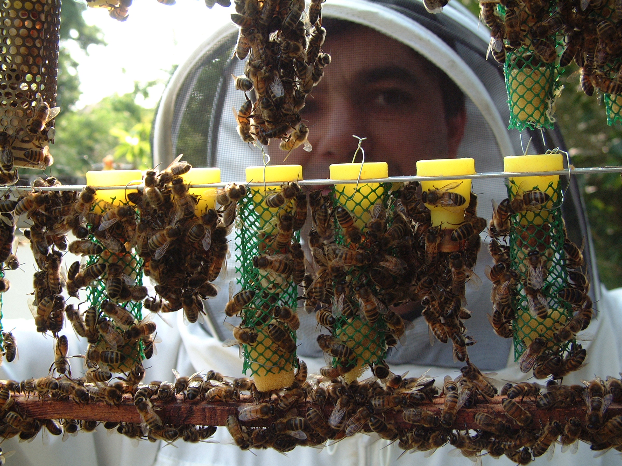 Honey Bees at close quarters