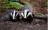 Badgers - friend or foe?
