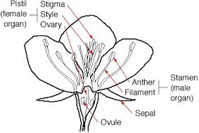 The pollination process!