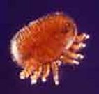 The Varroa mite