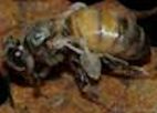 A Bee with deformed wing virus