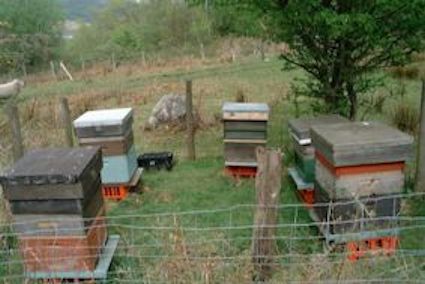 A commercial bee hive station