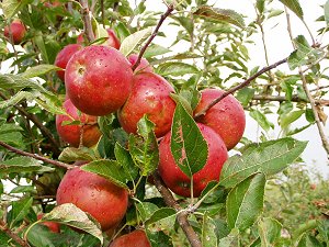 Hail damaged Cox Apples