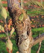 Serious Canker infection on an apple tree trunk