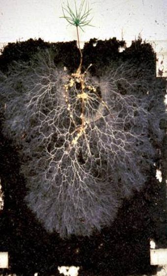 Mycorrhizae