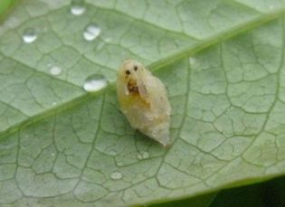 Adult Apple Blossom Weevil