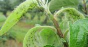 Green Apple Aphids
