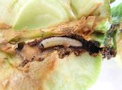 Codling Moth Larvae boring into an apple