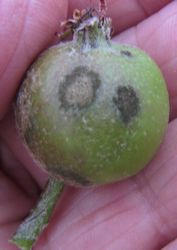 Apple Scab on a young fruitlet
