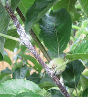 Wooly Aphids on an apple tree shoot