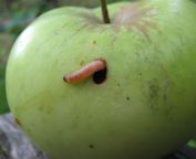 Codling Moth Larvae on a Bramley apple