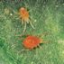 Red Spider Mite