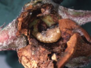 Apple Blossom Weevil Larvae at work