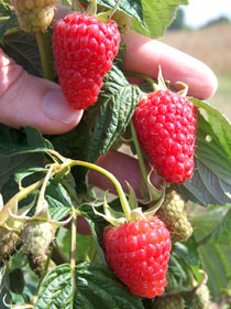 Autumn Treasure Raspberries