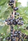 Big Ben Blackcurrants