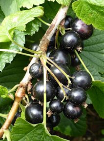 Ben Connan Blackcurrants