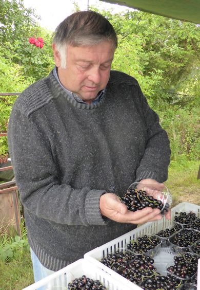 Clive Edmed inspects the quality of Ben Connan blackcurrants