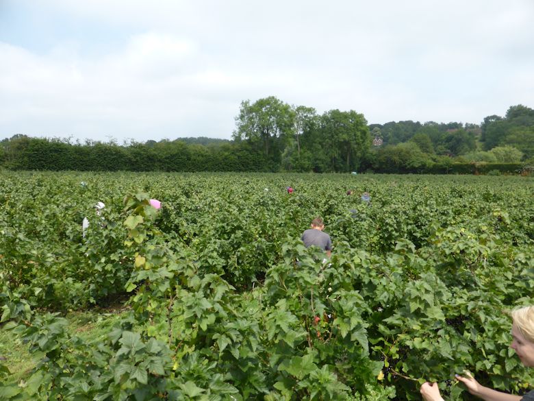 Blackcurrant picking at Horsmonden