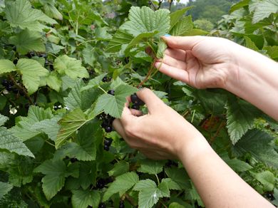 Agnes busy picking Blackurrants