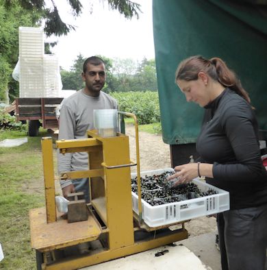 Trays arriving at the weighing and tally point