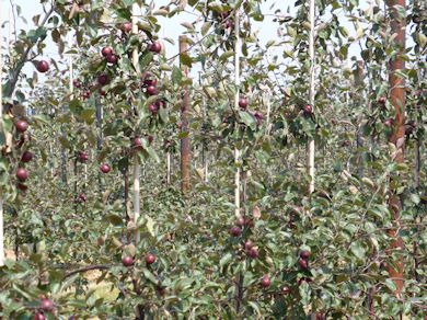 Red Love carrying a very good crop for trees in 2nd leaf